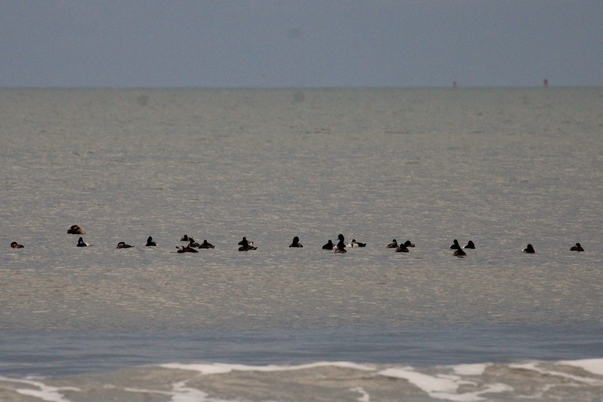 Ring-necked Duck - ML617137190