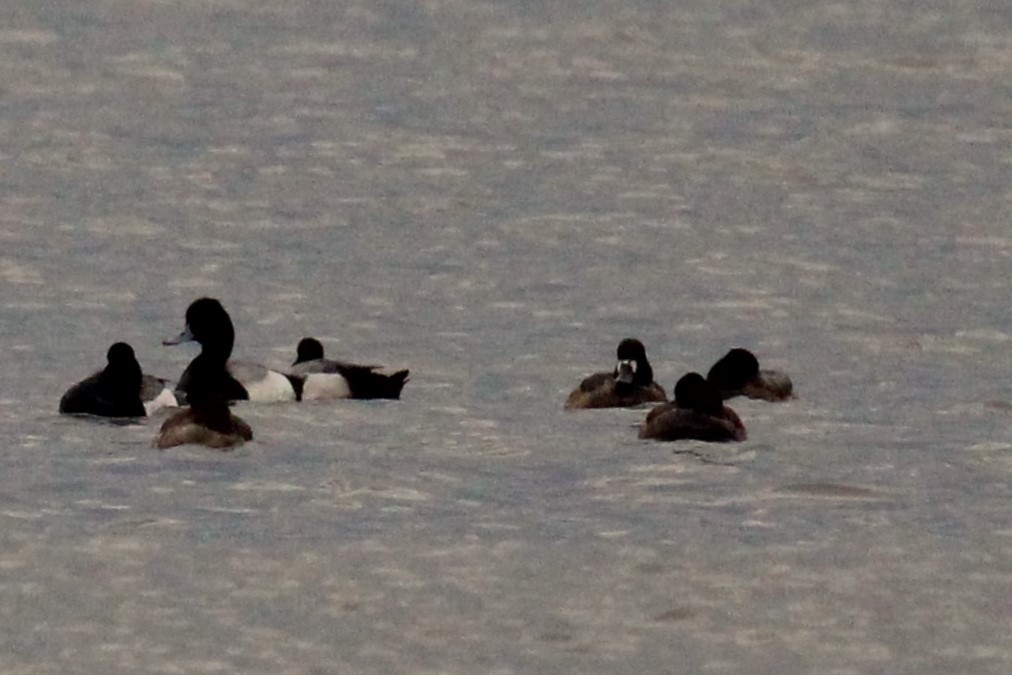 Ring-necked Duck - ML617137206