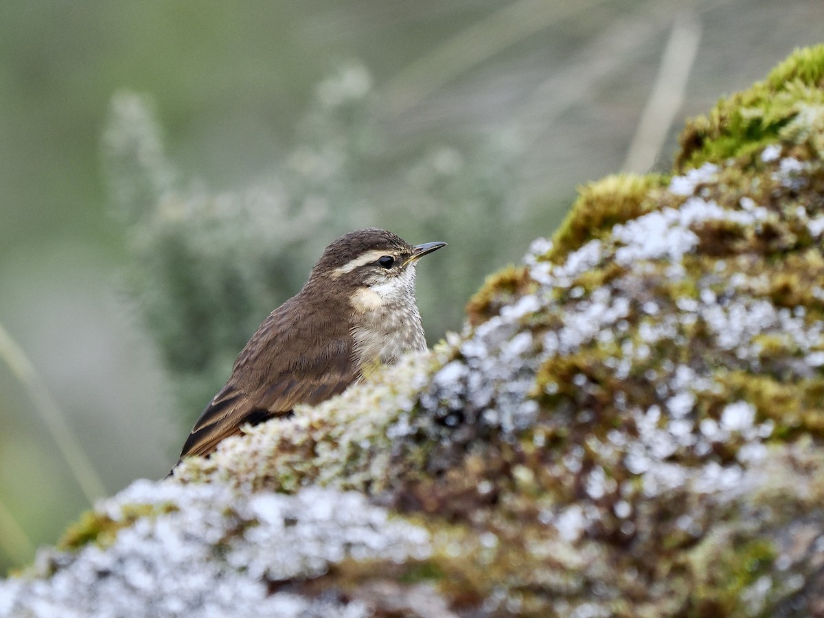 Chestnut-winged Cinclodes - ML617137208