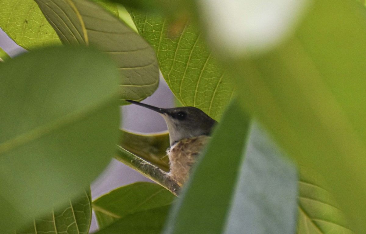 Vervain Hummingbird - ML617137282