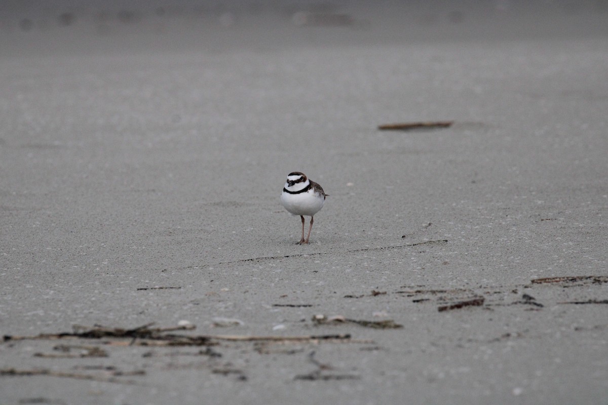 Wilson's Plover - ML617137286