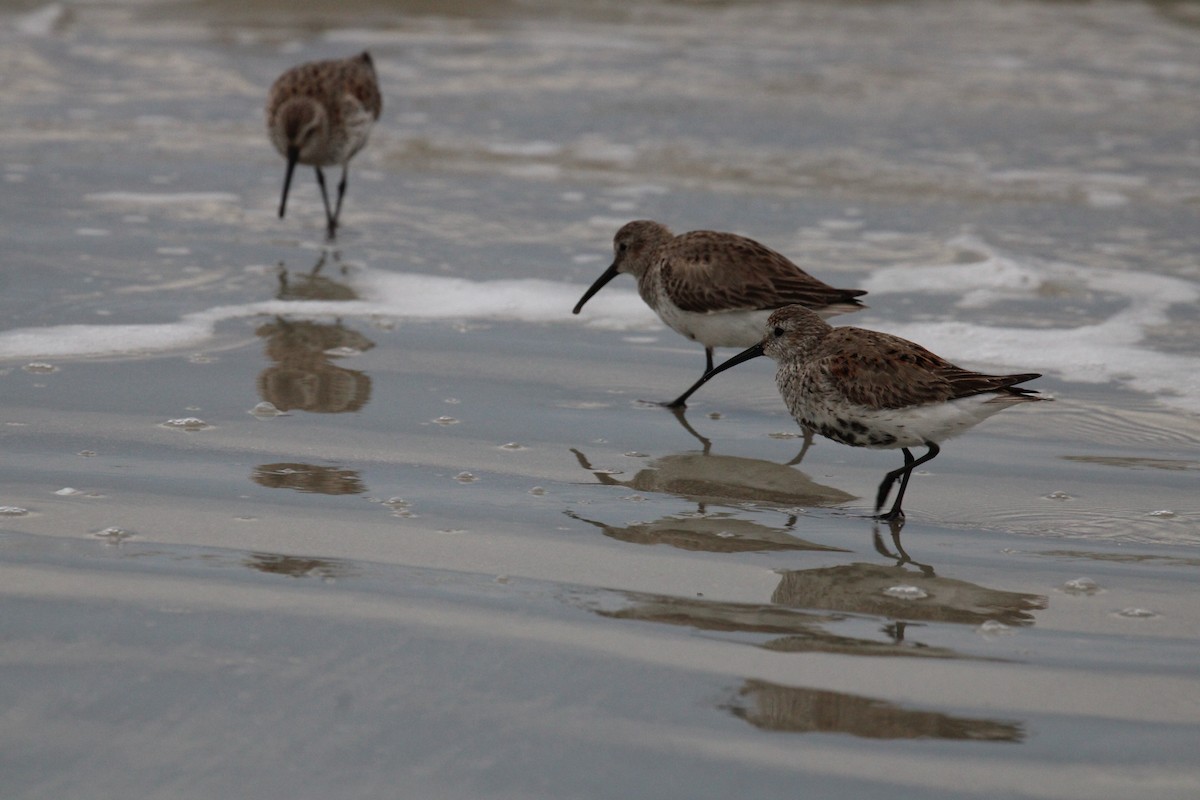 Dunlin - ML617137290