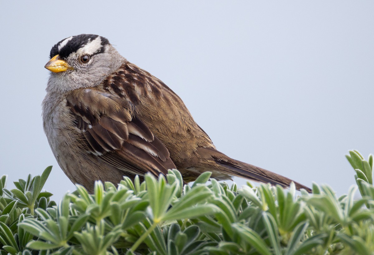 White-crowned Sparrow - Bernat Garrigos