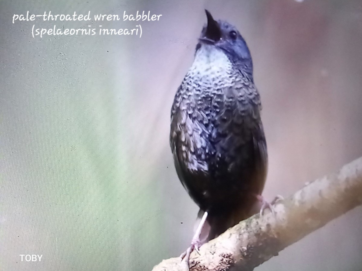 Pale-throated Wren-Babbler - ML617137370