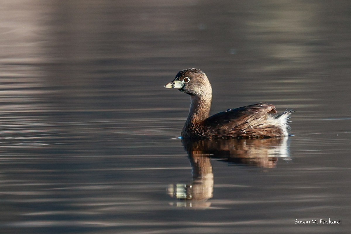 Pied-billed Grebe - ML617137398