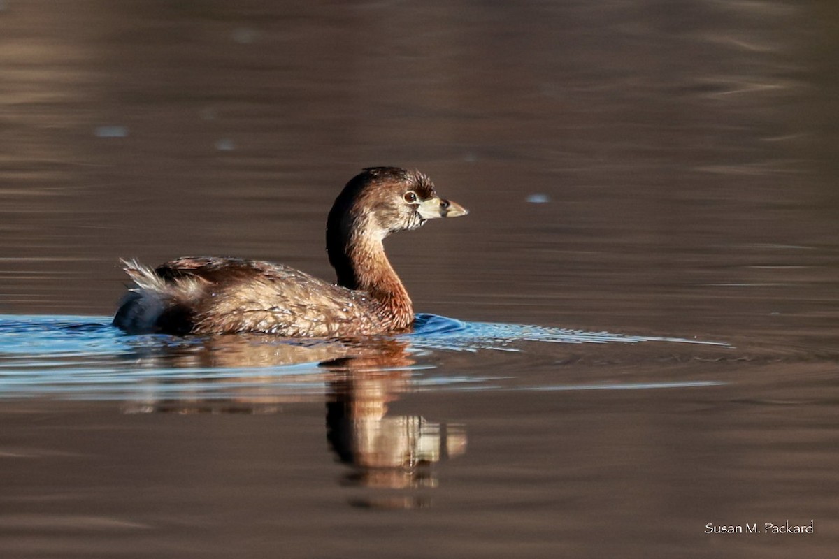 Pied-billed Grebe - ML617137399