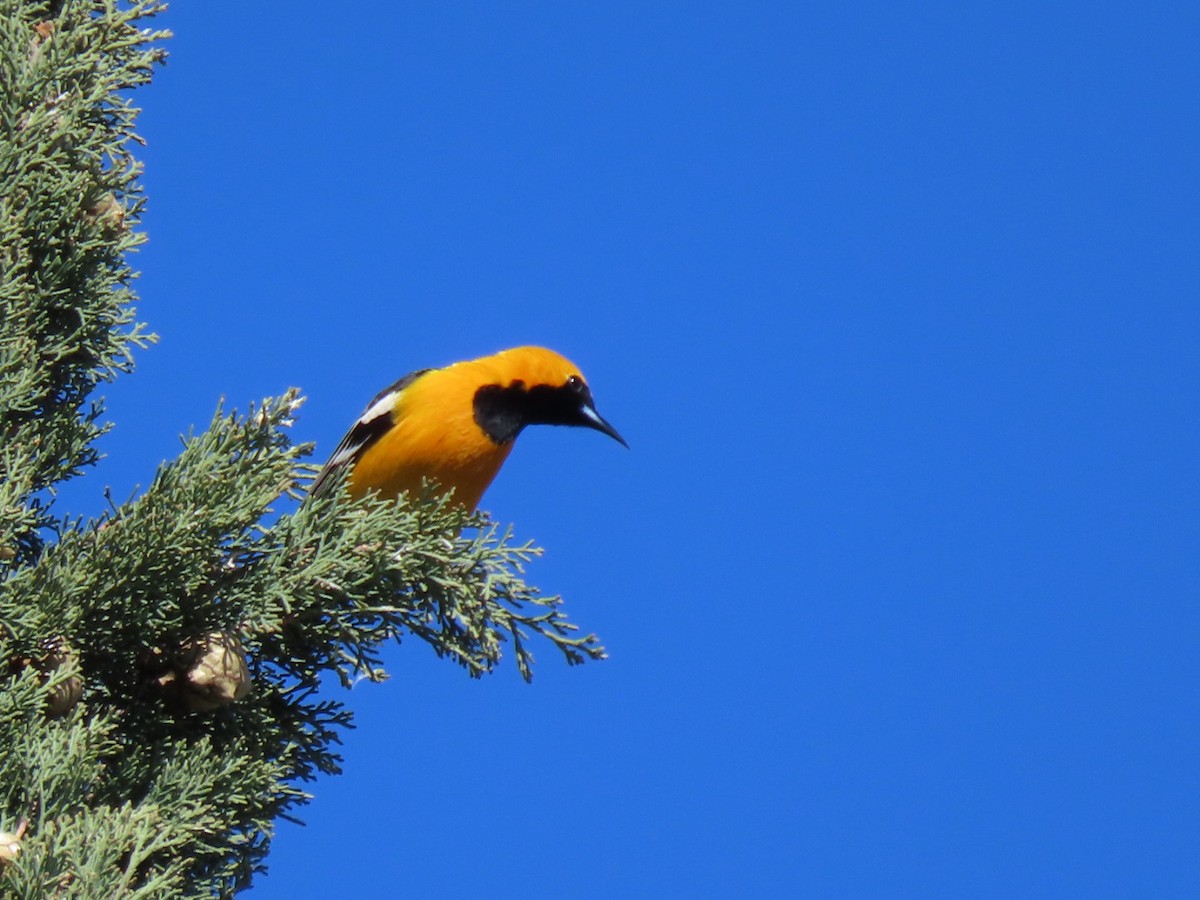 Hooded Oriole - Pat Paternostro
