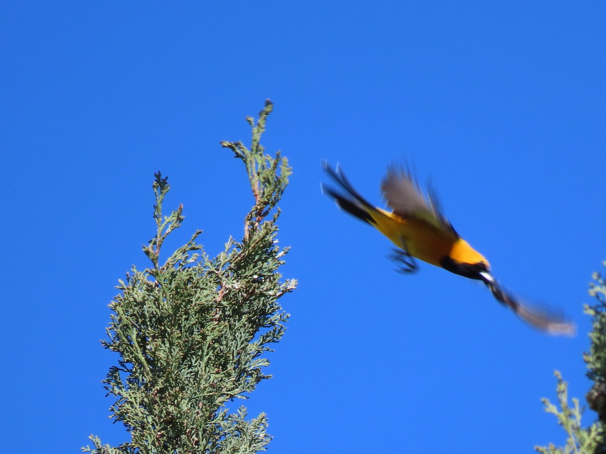 Hooded Oriole - Pat Paternostro