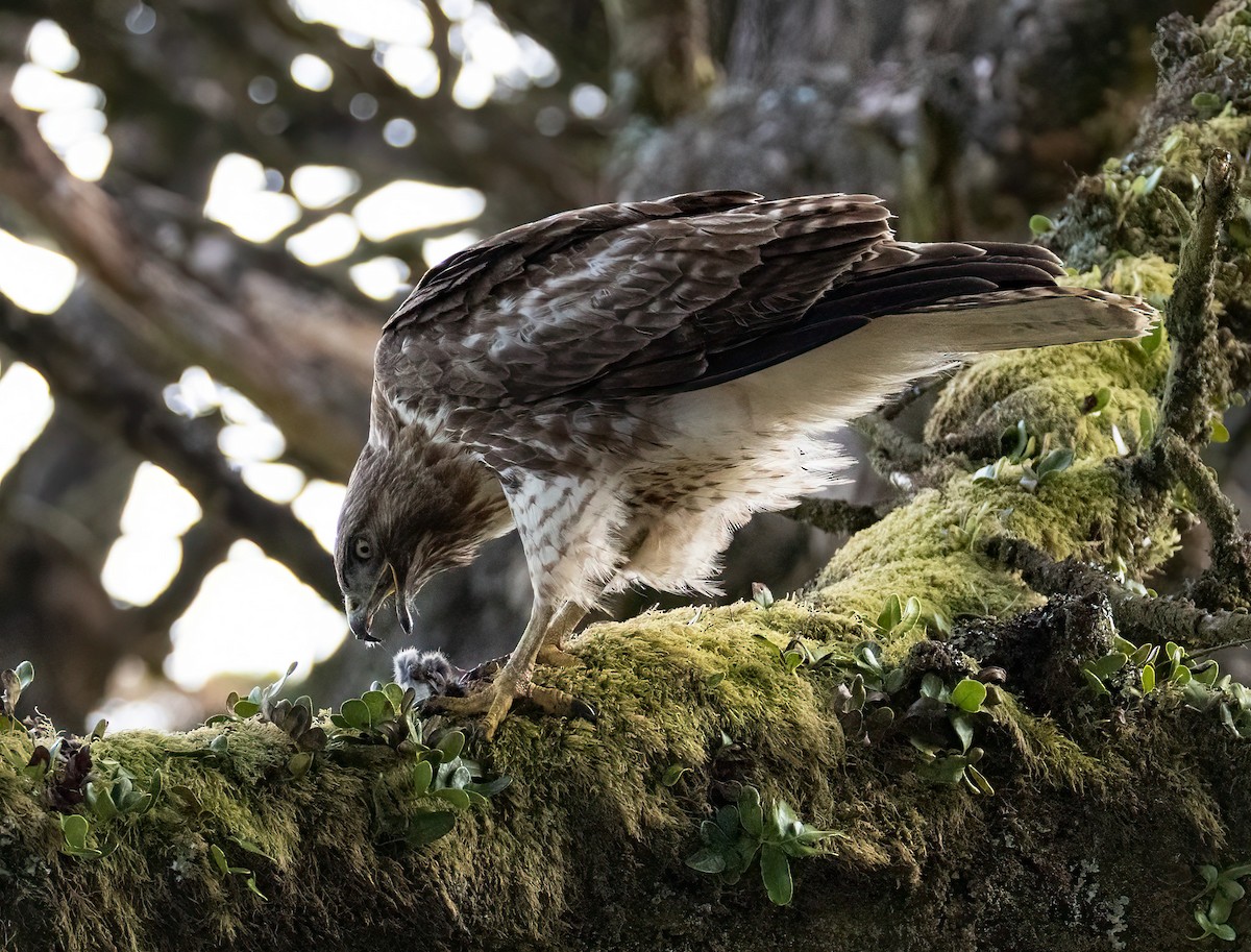 Red-tailed Hawk - Bernat Garrigos