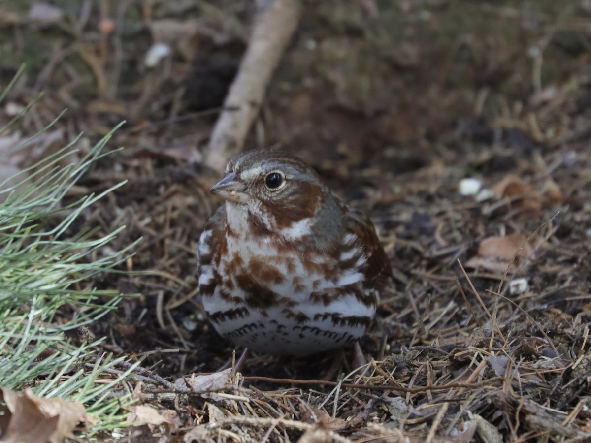 Fox Sparrow - ML617137476