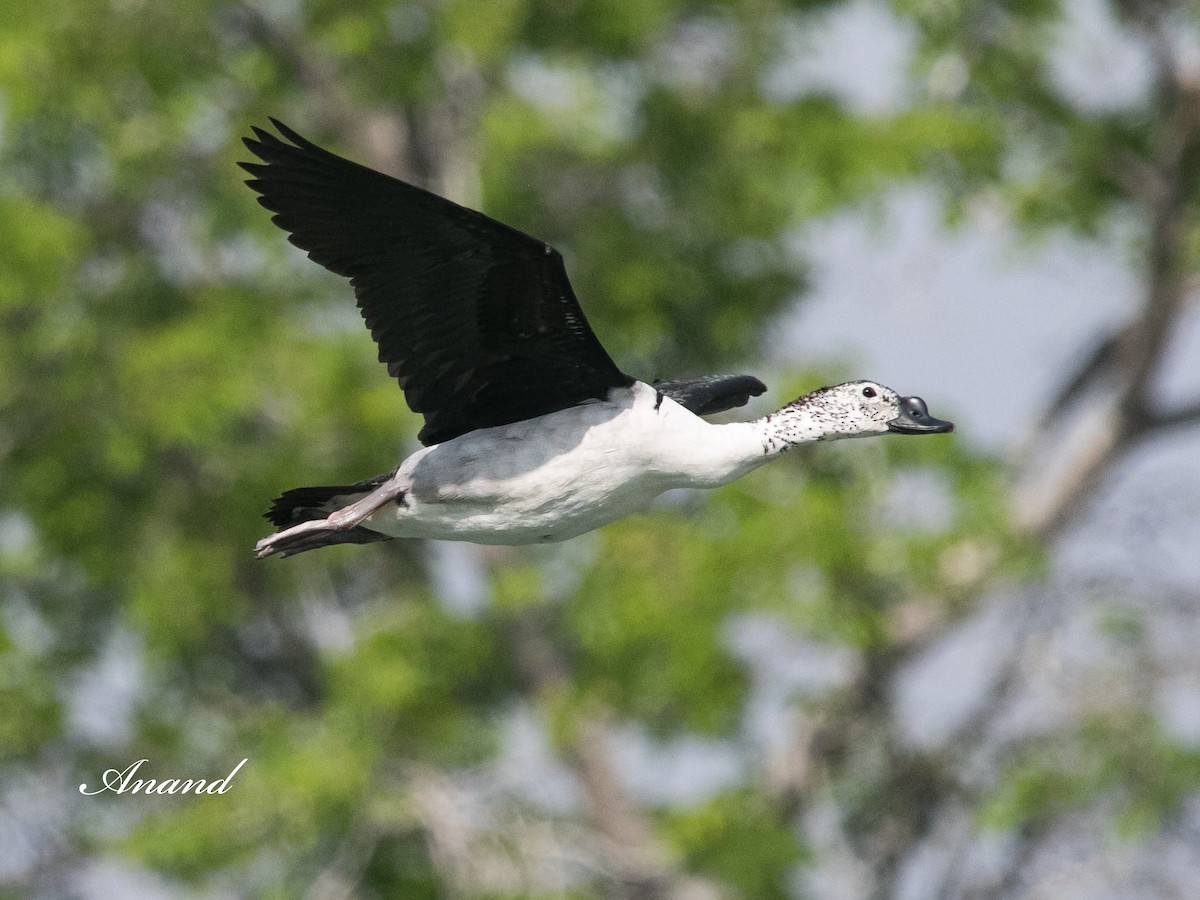 Knob-billed Duck - ML617137491