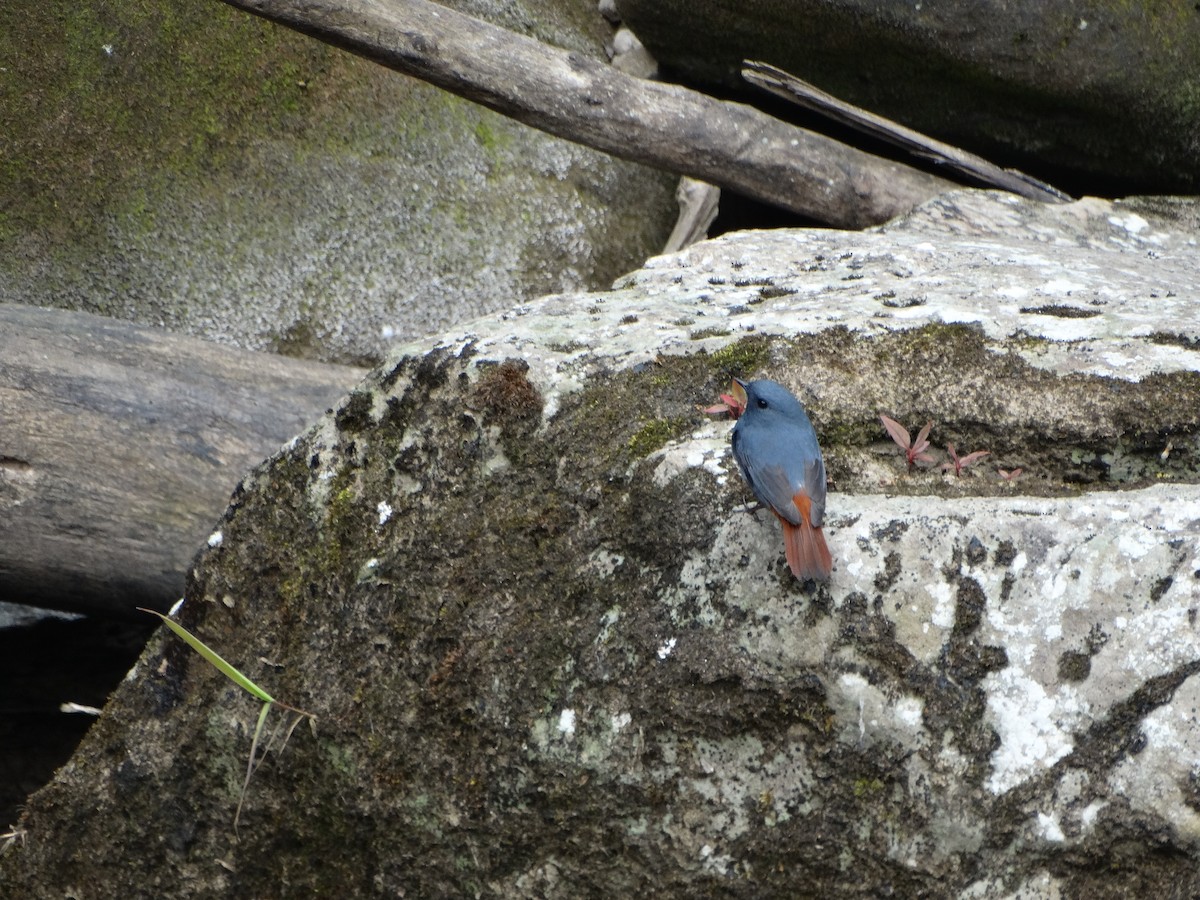 Plumbeous Redstart - Michael Bird