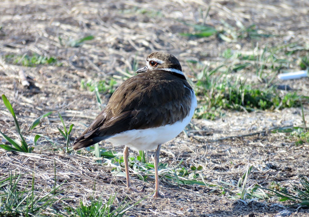 Killdeer - Anne Moretti