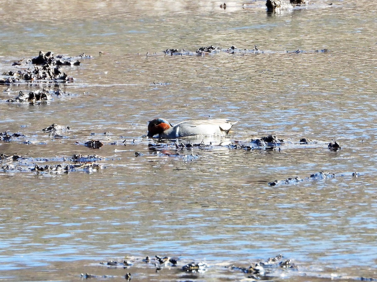 Ногоохон нугас - ML617137598