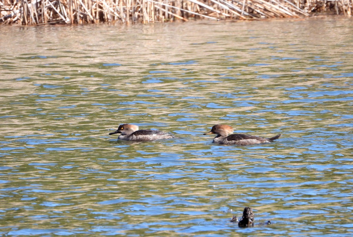 Hooded Merganser - ML617137612