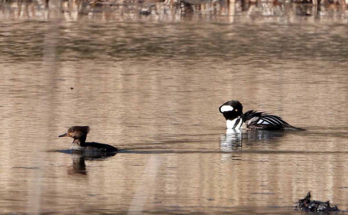 Hooded Merganser - ML617137617