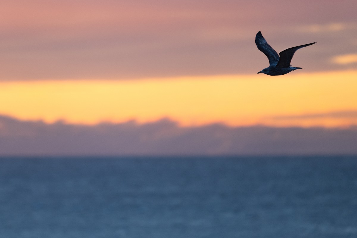 Herring Gull (American) - ML617137622