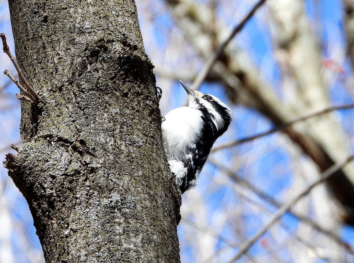 Hairy Woodpecker - ML617137639