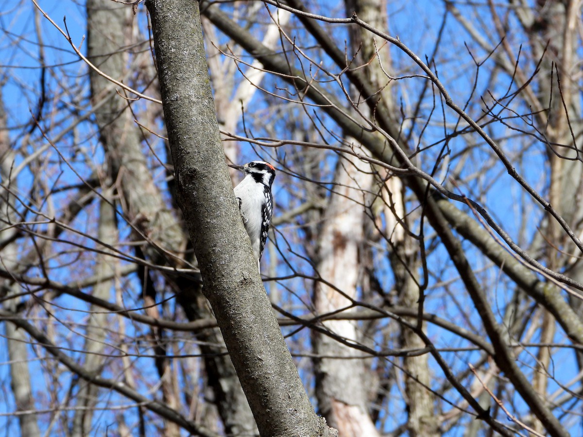 Hairy Woodpecker - ML617137659