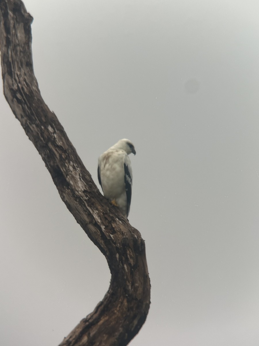 White Hawk - Rogers "Caribbean Naturalist" Morales