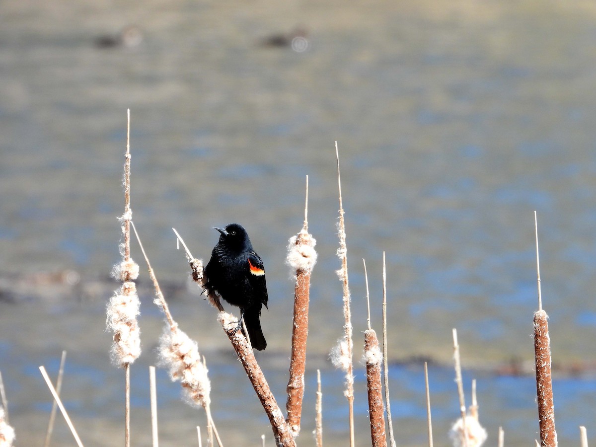 Red-winged Blackbird - ML617137721
