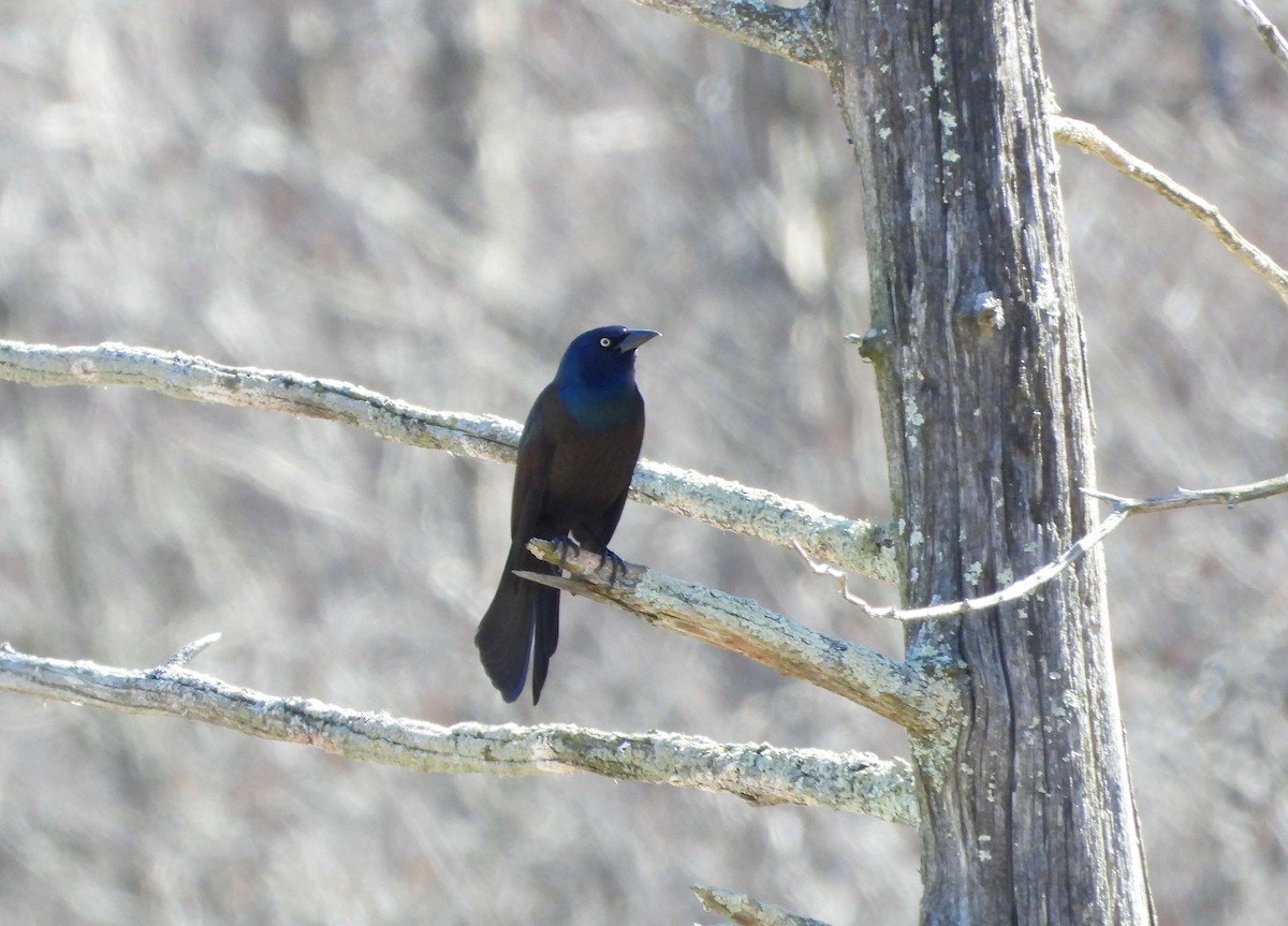 Common Grackle - ML617137728