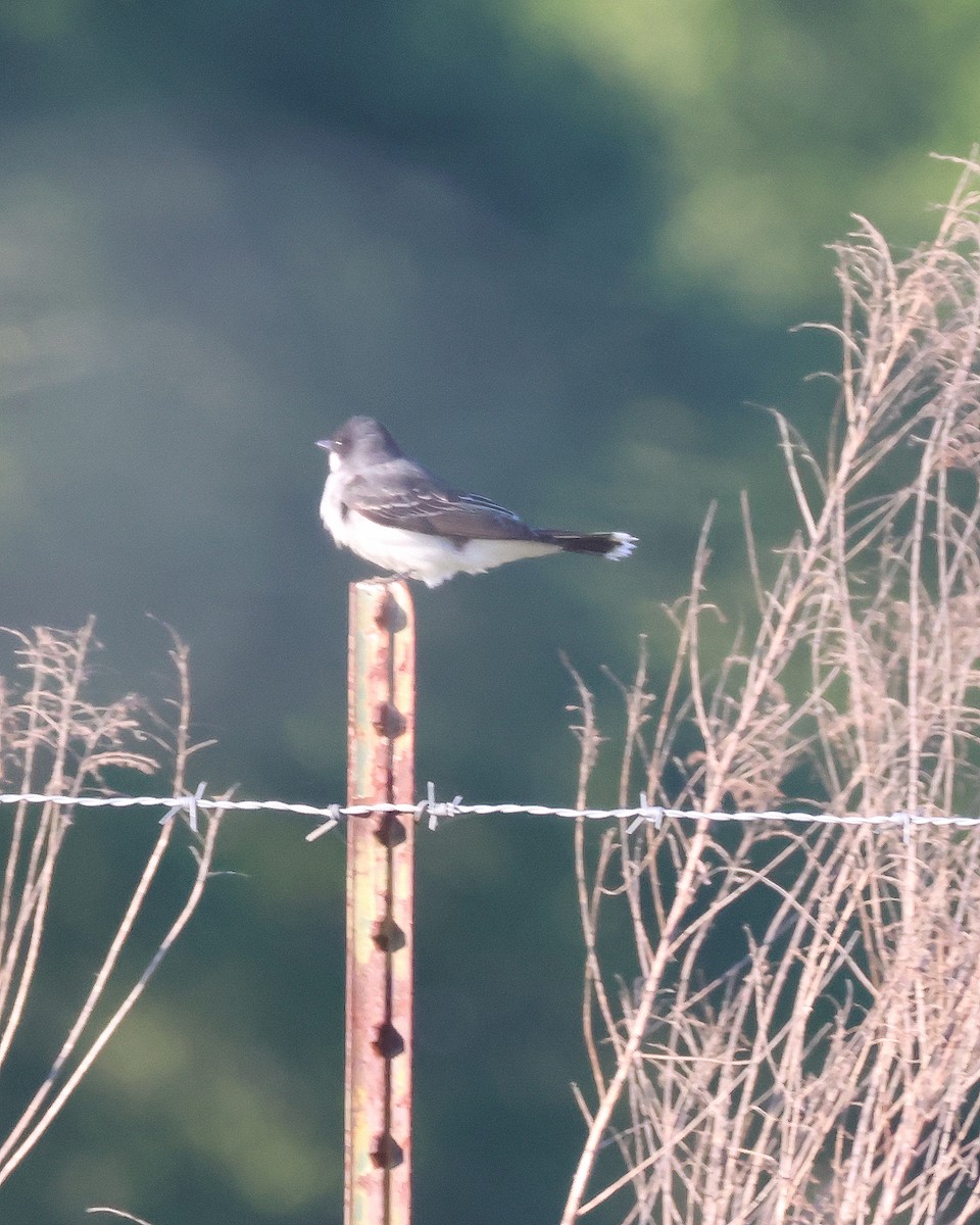 Eastern Kingbird - Rick Kittinger