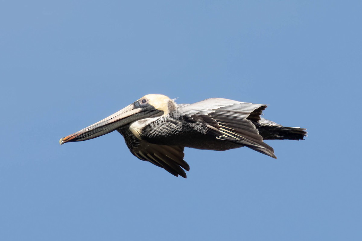 Brown Pelican - ML617137822