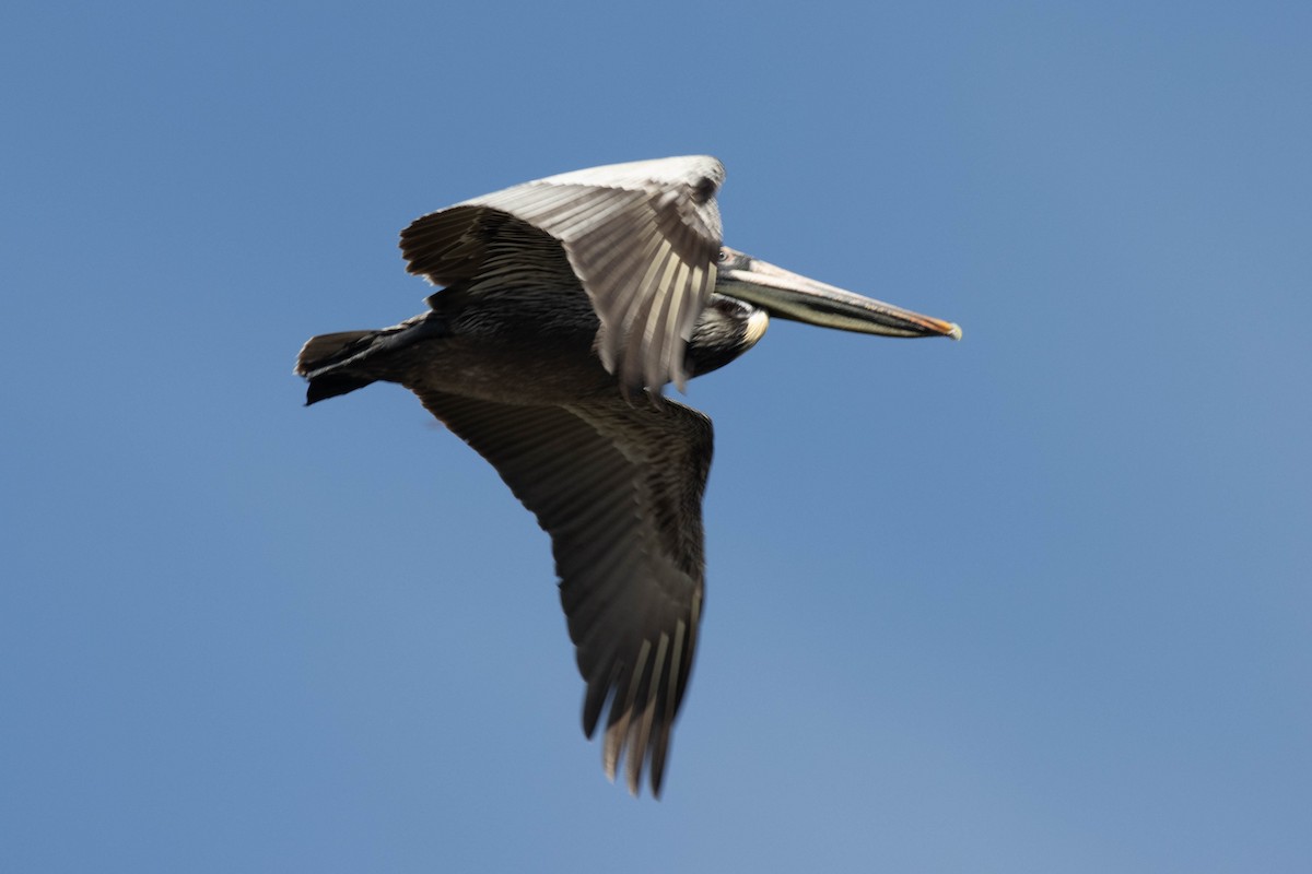 Brown Pelican - ML617137825