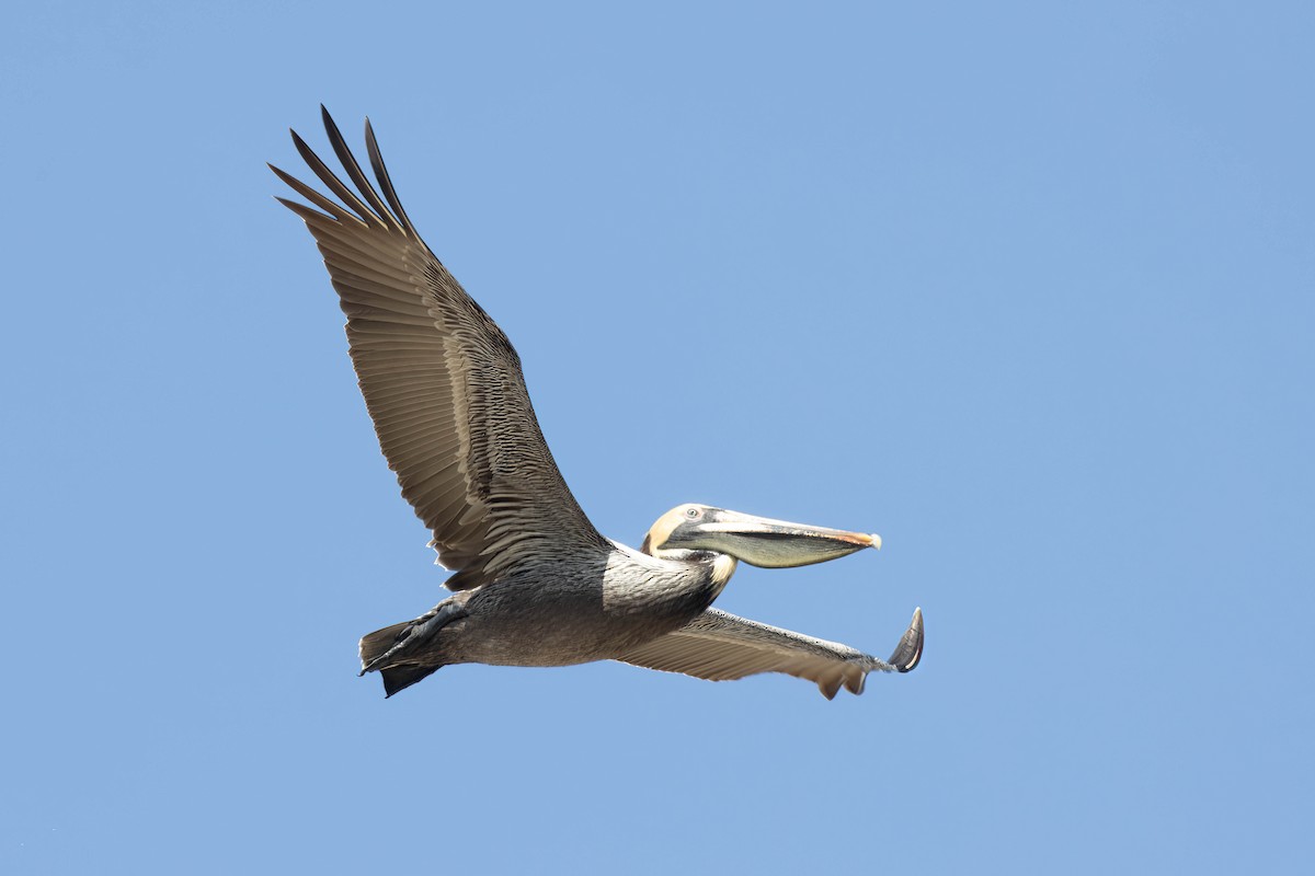 Brown Pelican - ML617137826