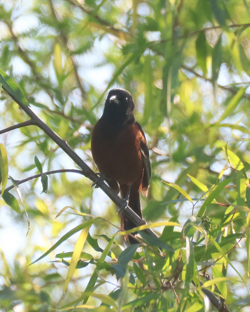 Orchard Oriole - ML617137854