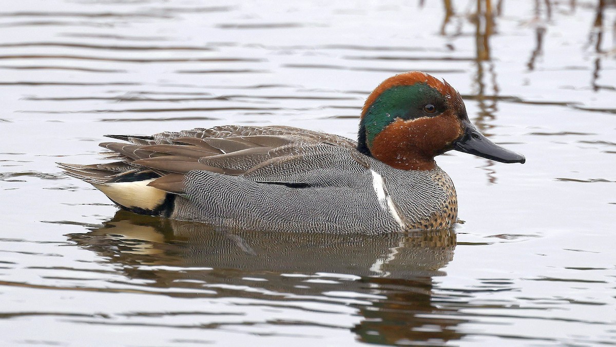 Green-winged Teal (American) - Charles Fitzpatrick
