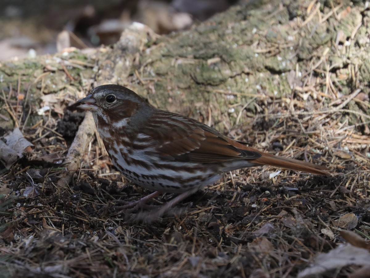 Fox Sparrow - ML617137879