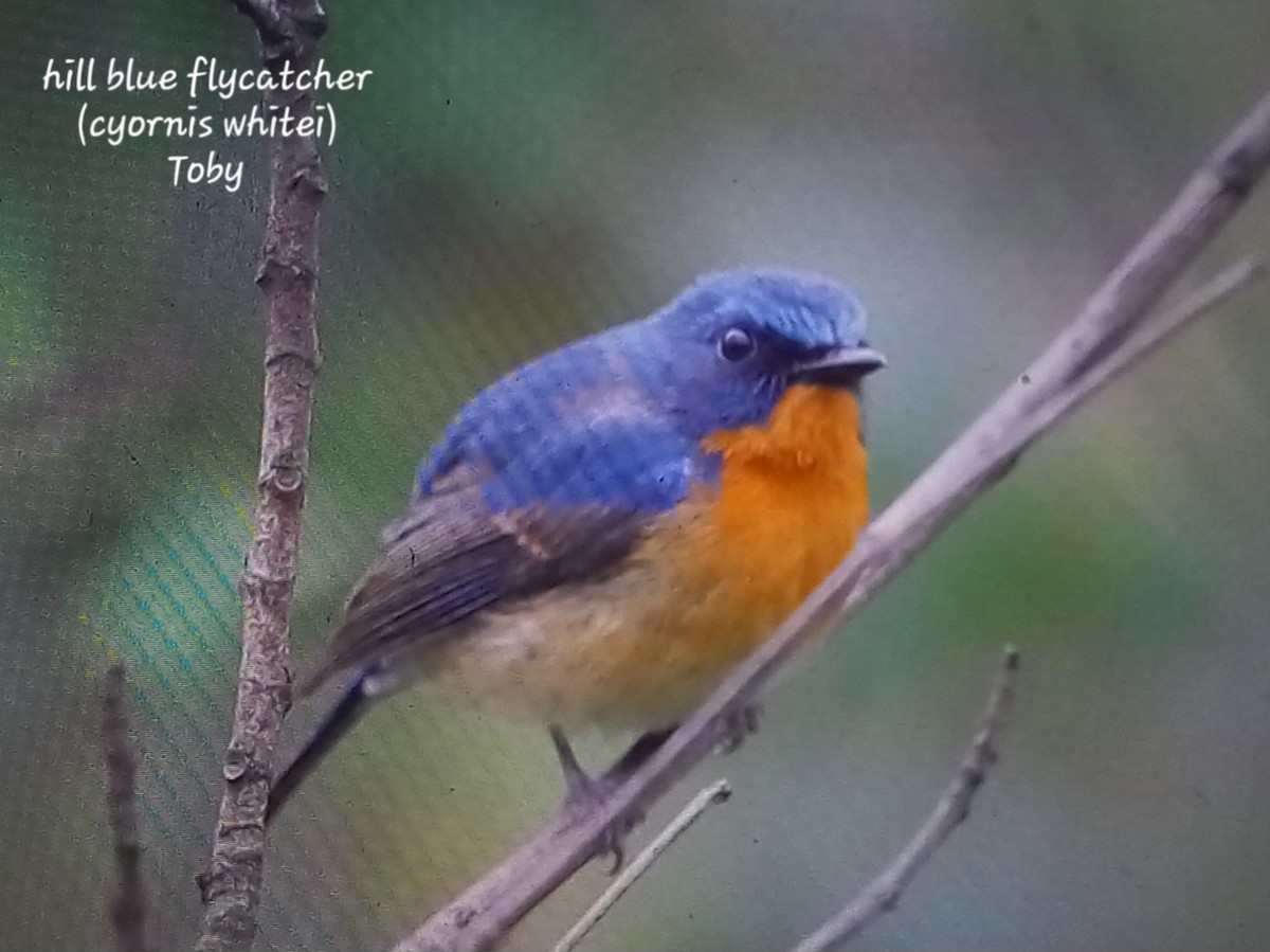 Hill Blue Flycatcher - Trung Buithanh