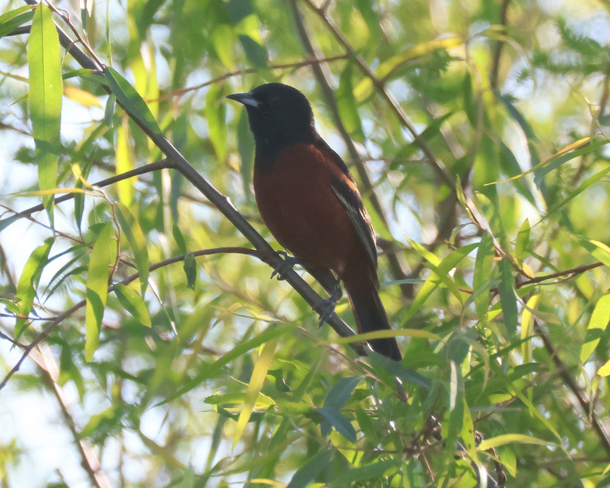 Orchard Oriole - ML617137907