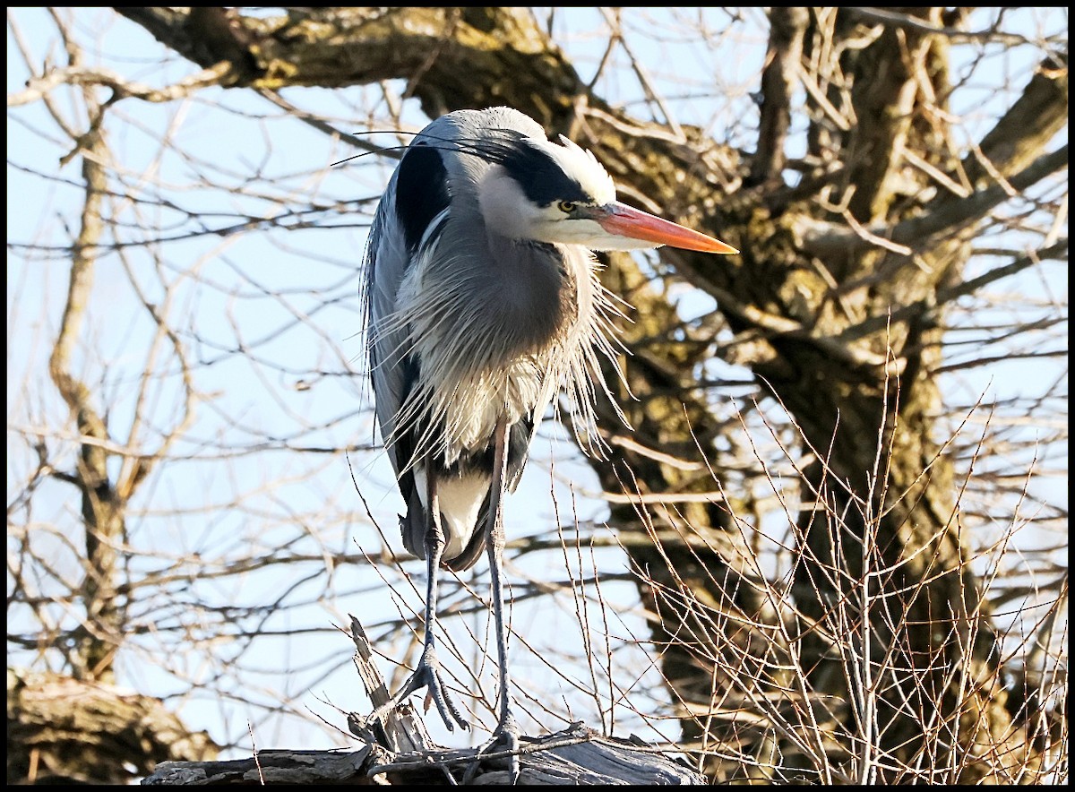 Garza Azulada - ML617137941