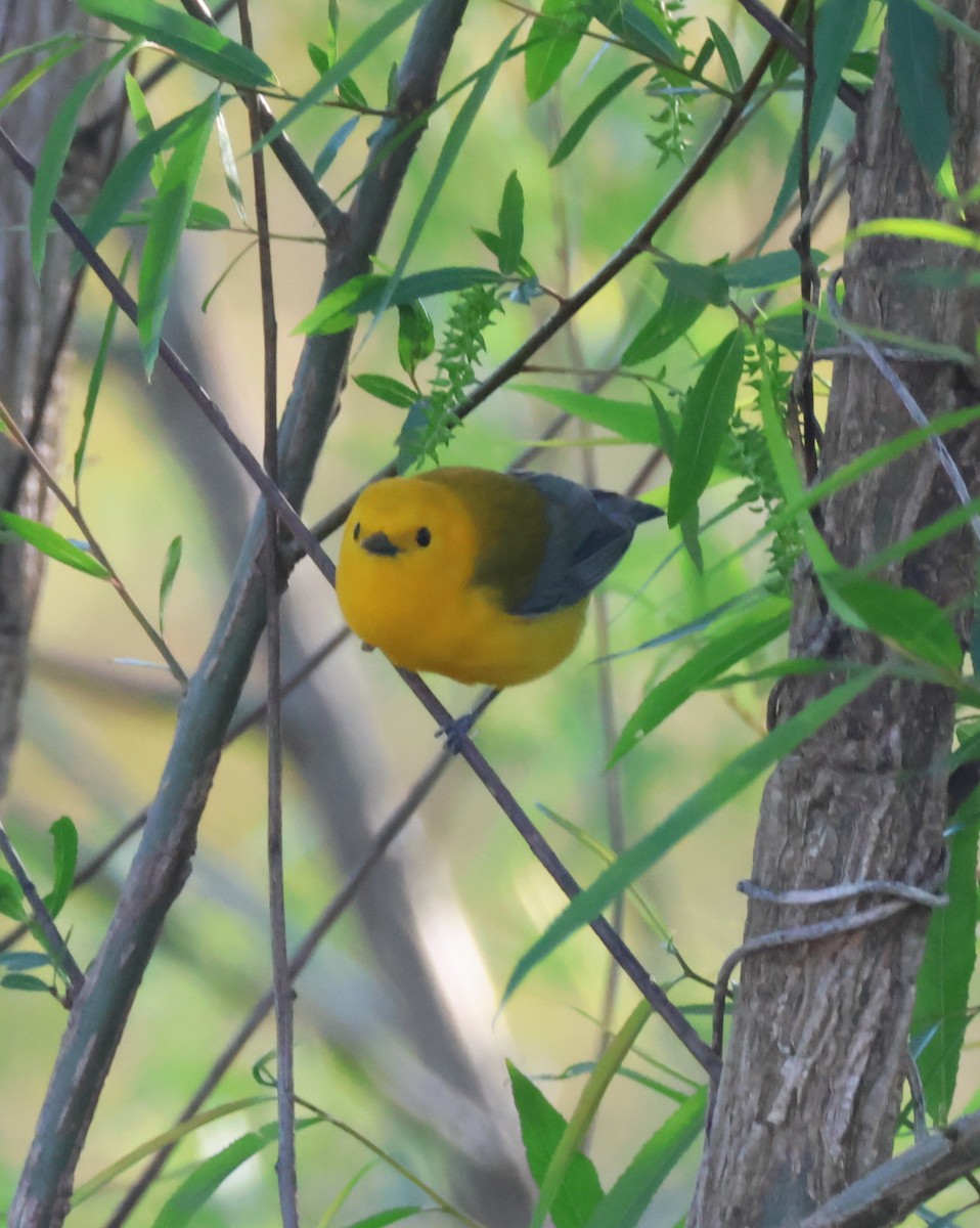 Prothonotary Warbler - ML617137950