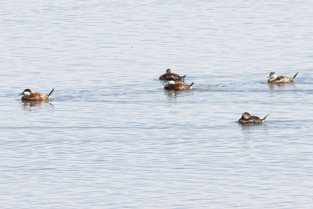 Ruddy Duck - ML617137956