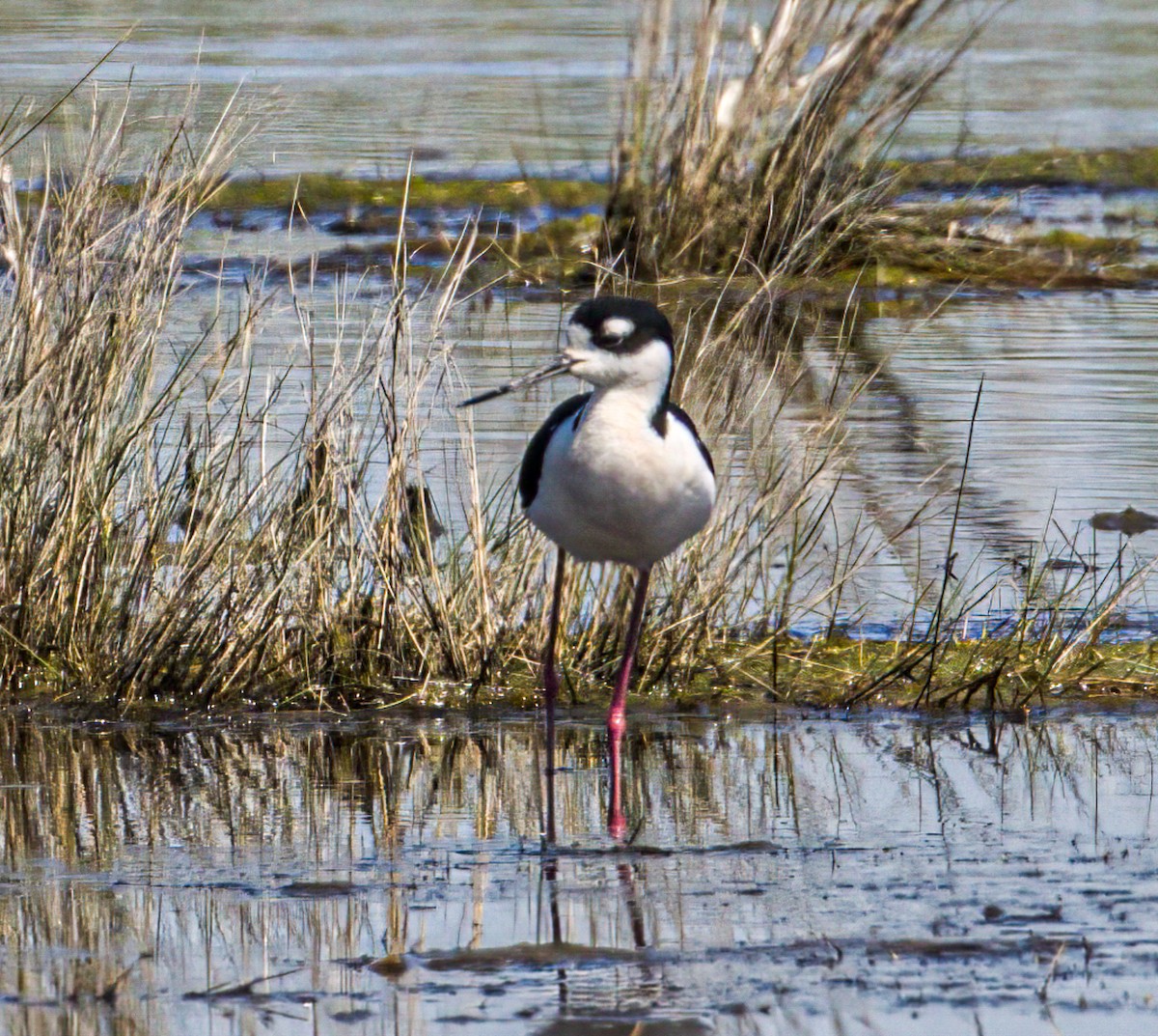 Black-necked Stilt - ML617137973