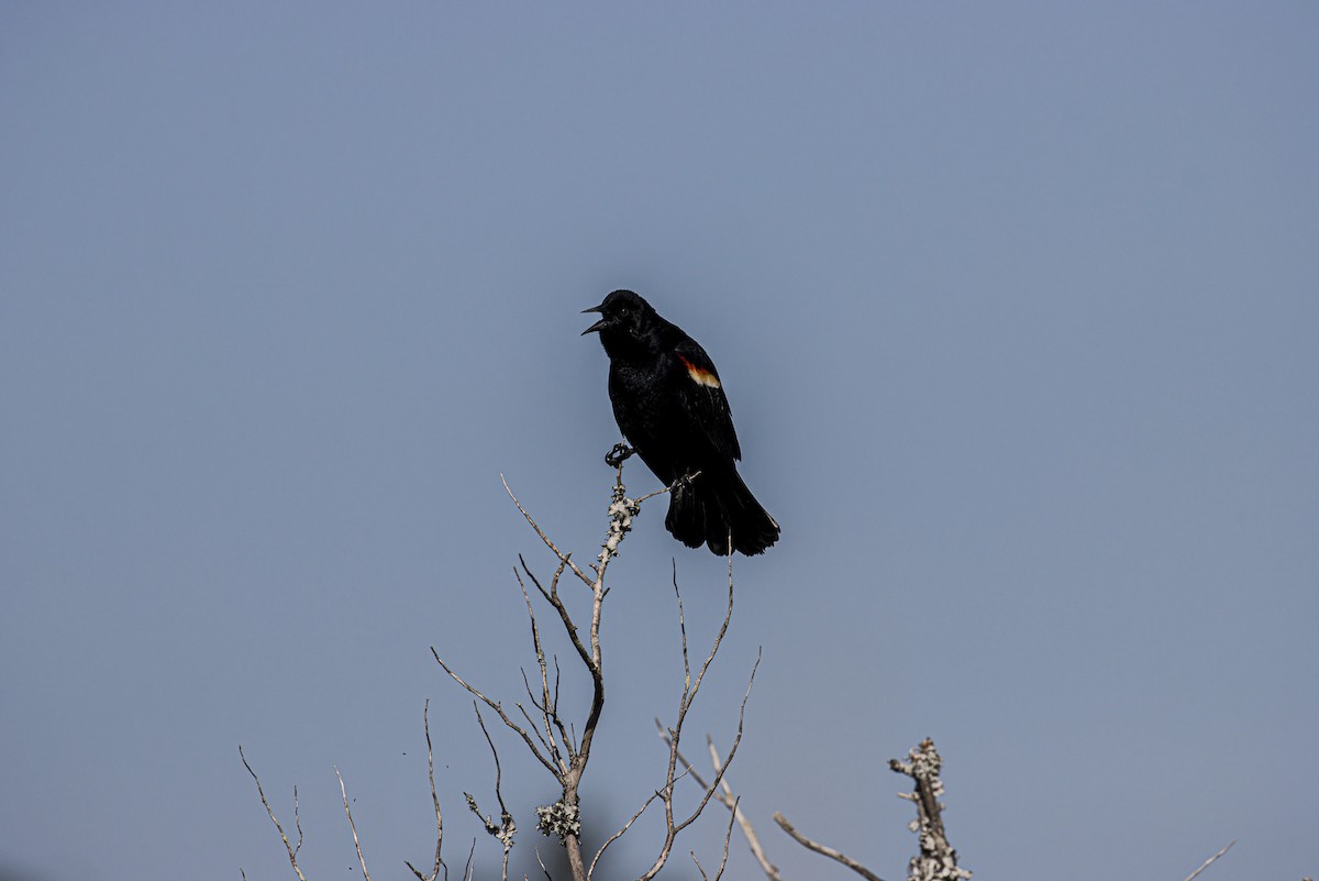 Red-winged Blackbird - ML617138077