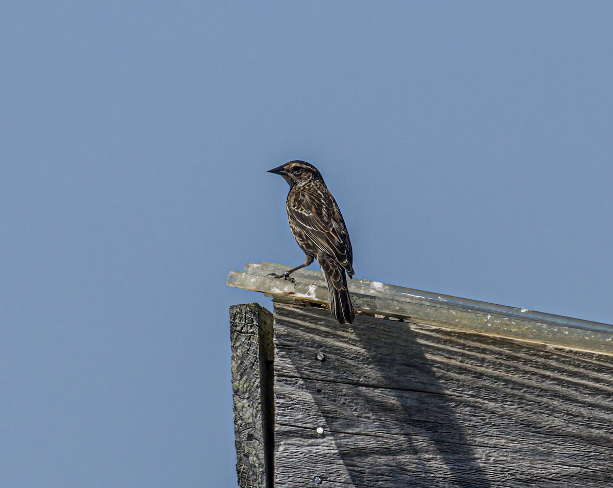 Red-winged Blackbird - ML617138078