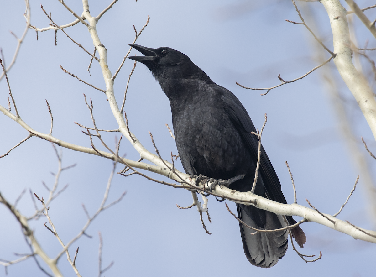 American Crow - Anonymous