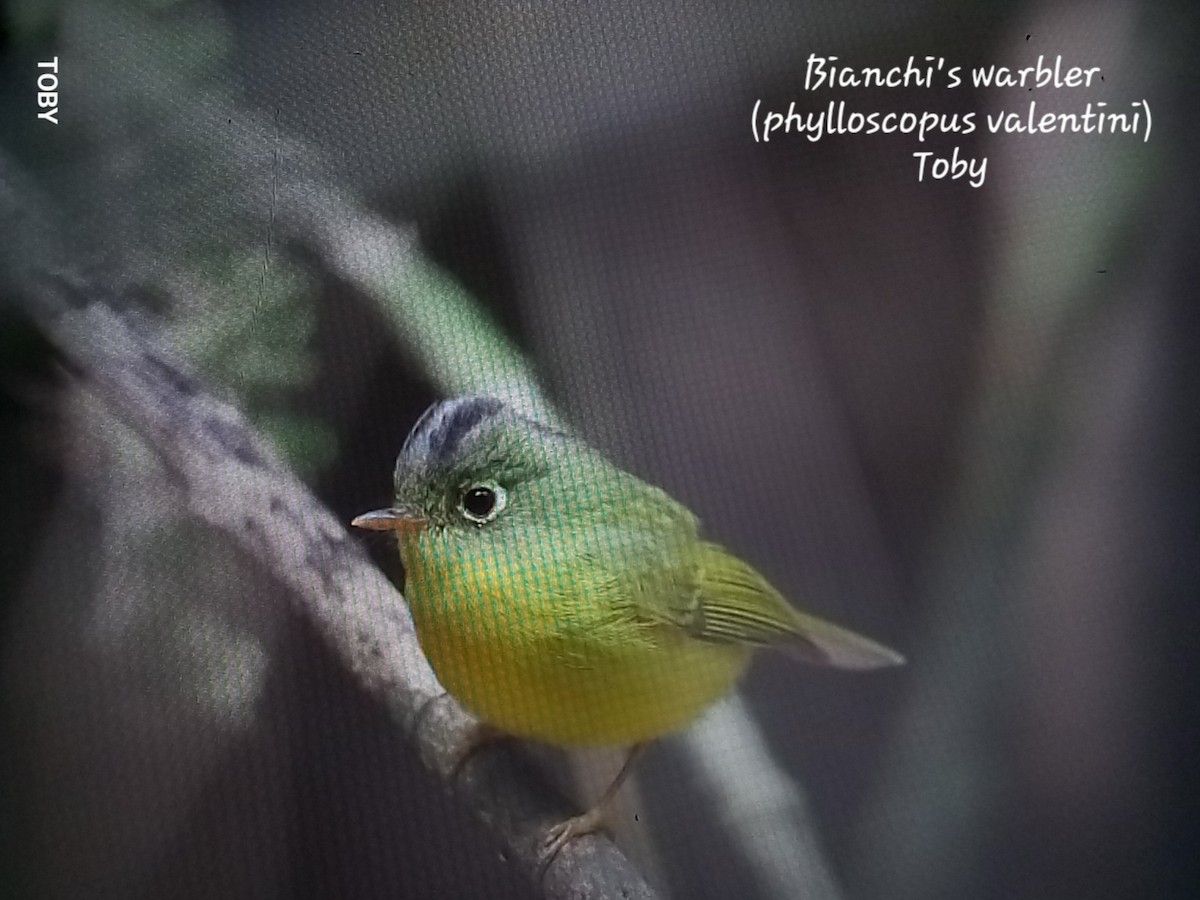 Bianchi's Warbler - ML617138183