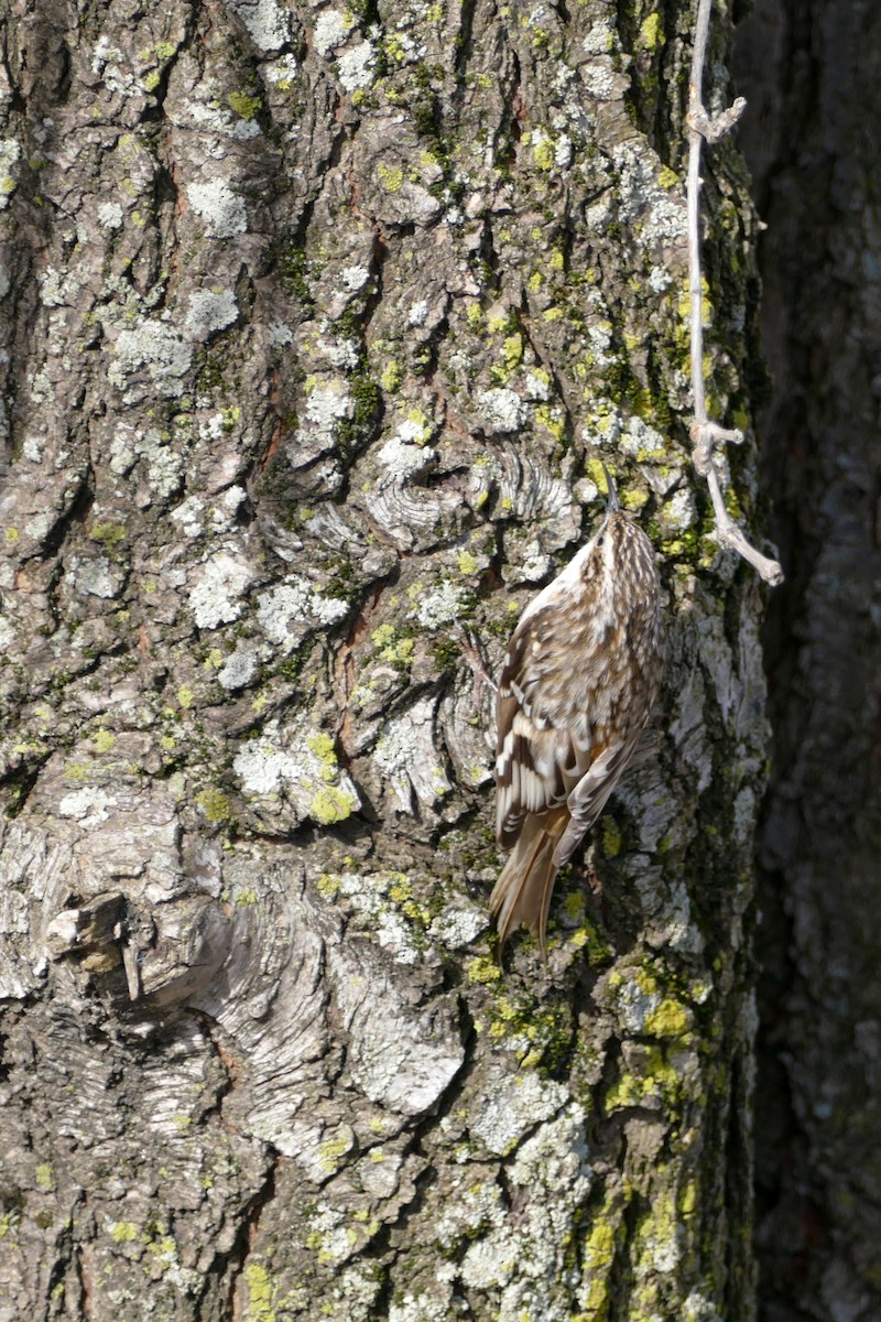 Brown Creeper - ML617138188