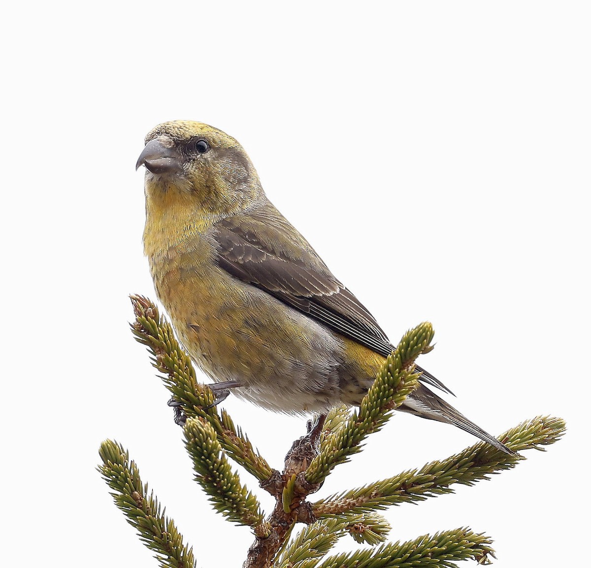 Red Crossbill - Charles Fitzpatrick