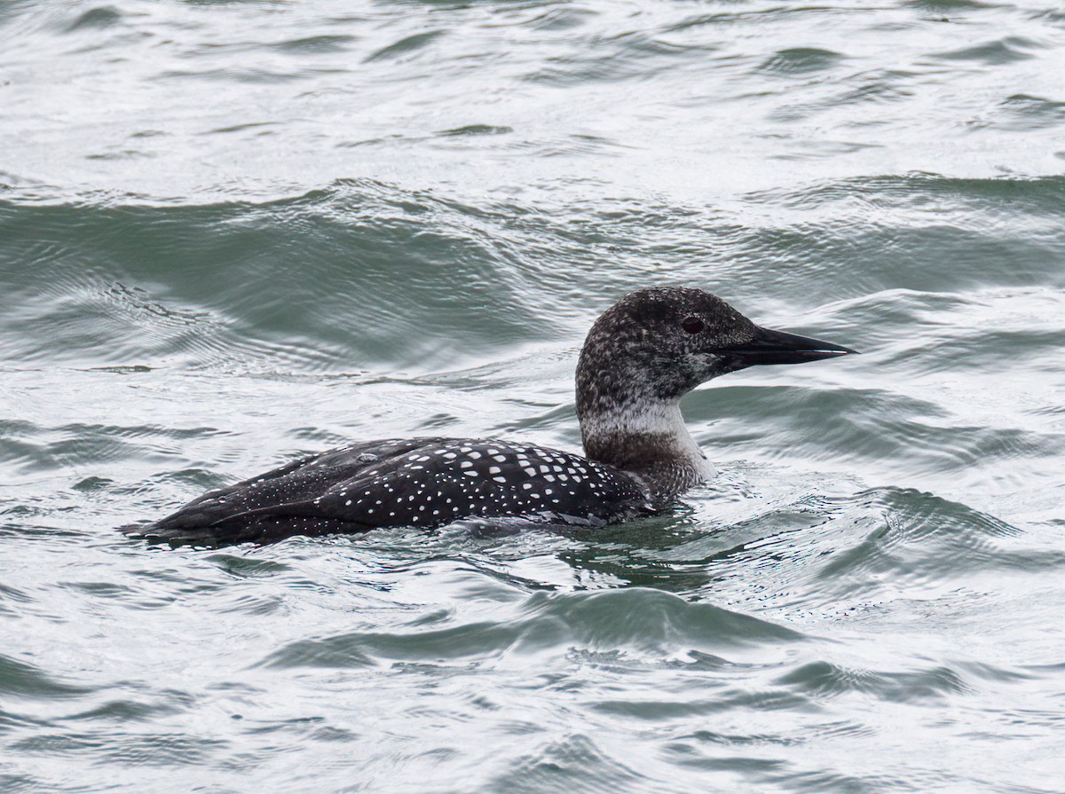 Common Loon - Bernat Garrigos