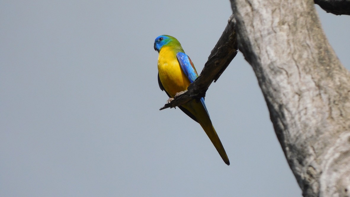 Turquoise Parrot - ML617138234