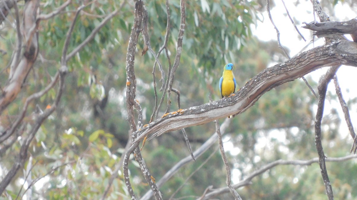 Turquoise Parrot - Jordan Webber