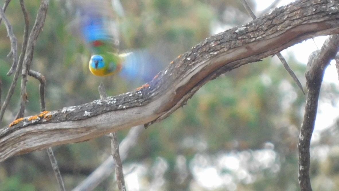 Turquoise Parrot - ML617138242