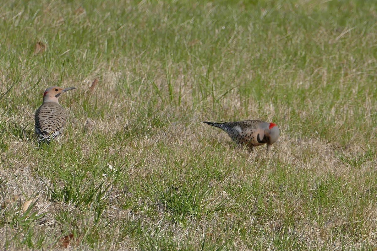 Northern Flicker - ML617138259